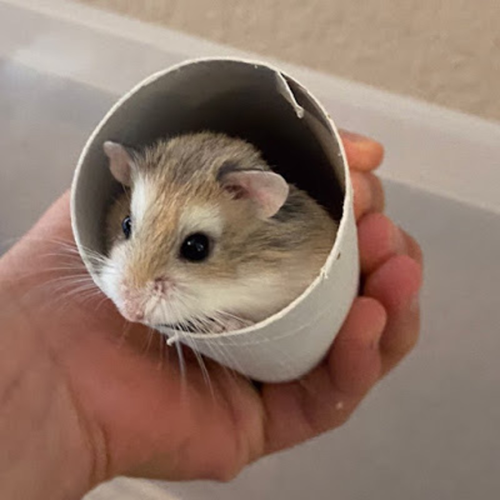 Meet your Posher, Charlotte